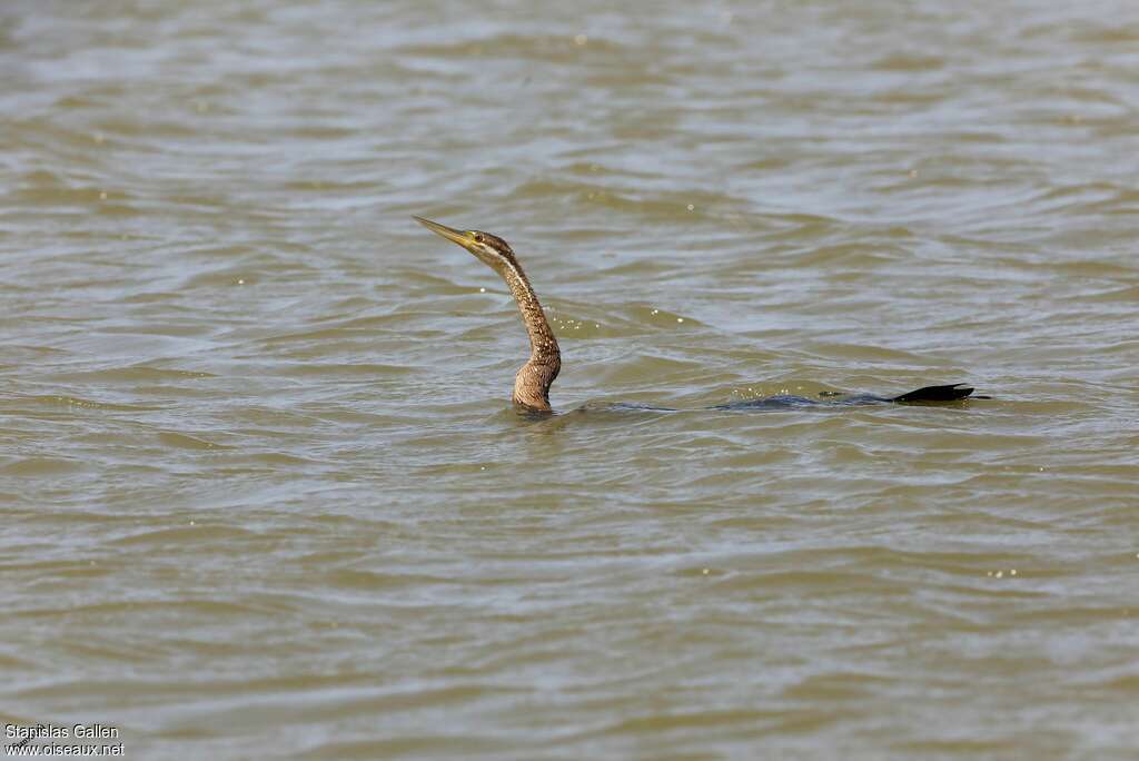 African Darteradult, fishing/hunting