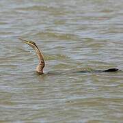 African Darter