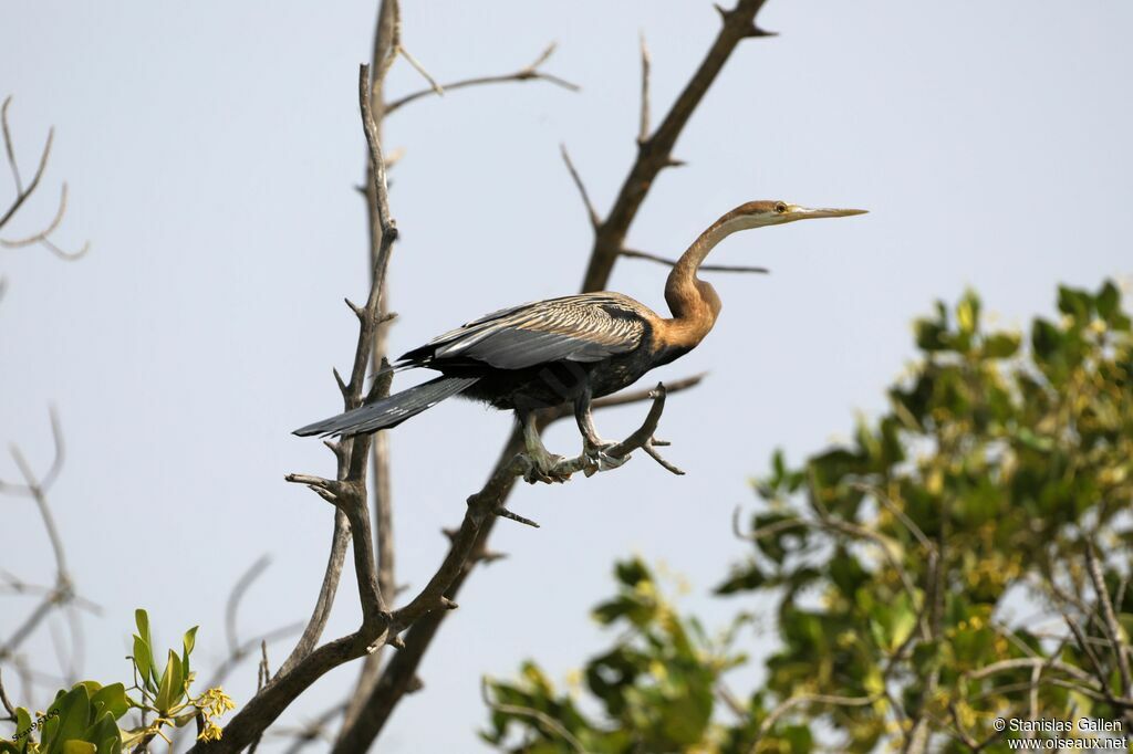 Anhinga d'Afriqueadulte