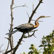 Anhinga d'Afrique