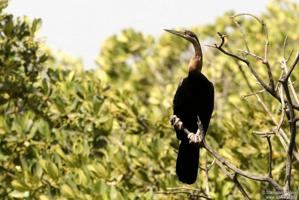 Anhinga d'Afriqueadulte