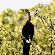 African Darter