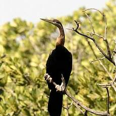 Anhinga d'Afrique