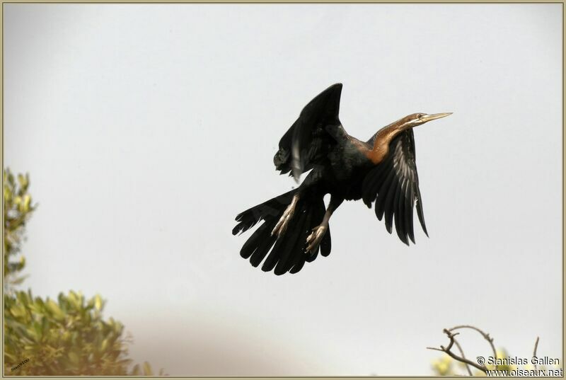 African Darteradult, Flight