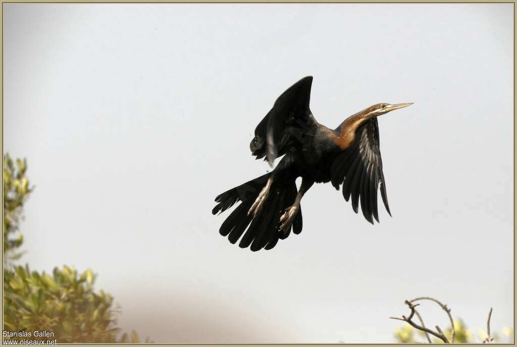 Anhinga d'Afriqueadulte, Vol