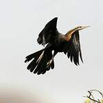 Anhinga d'Afrique