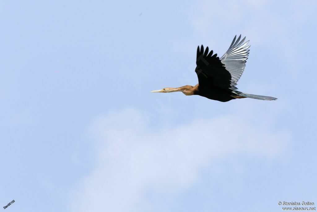 African Darteradult, Flight