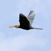 Anhinga d'Afrique