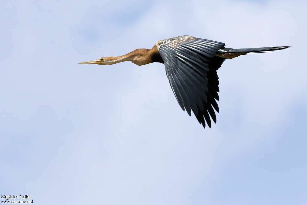 Anhinga d'Afriqueadulte, Vol