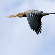 Anhinga d'Afrique