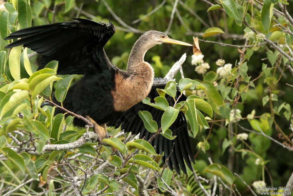 Anhinga d'Amérique femelle adulte