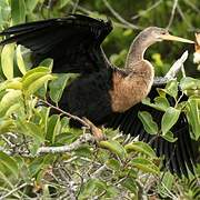 Anhinga d'Amérique