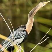 Anhinga d'Amérique