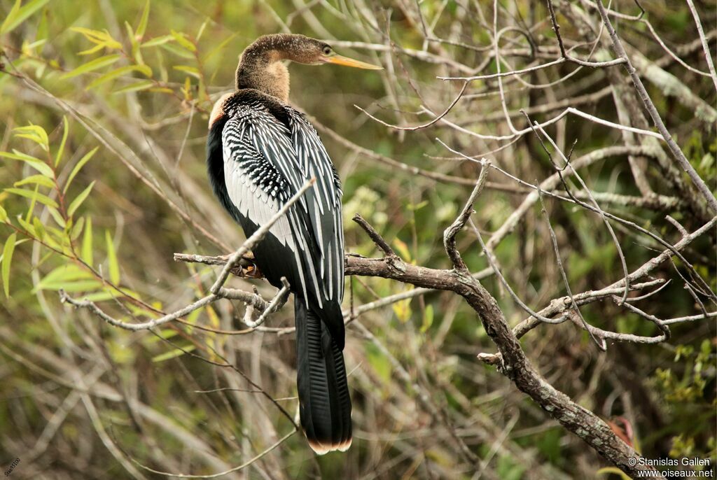 Anhinga d'Amérique femelle adulte nuptial