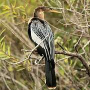 Anhinga