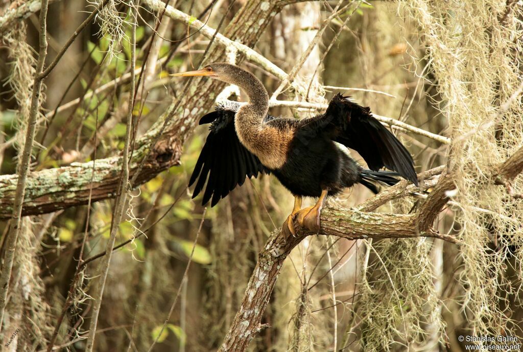 Anhinga d'Amérique femelle adulte