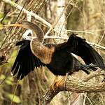 Anhinga d'Amérique