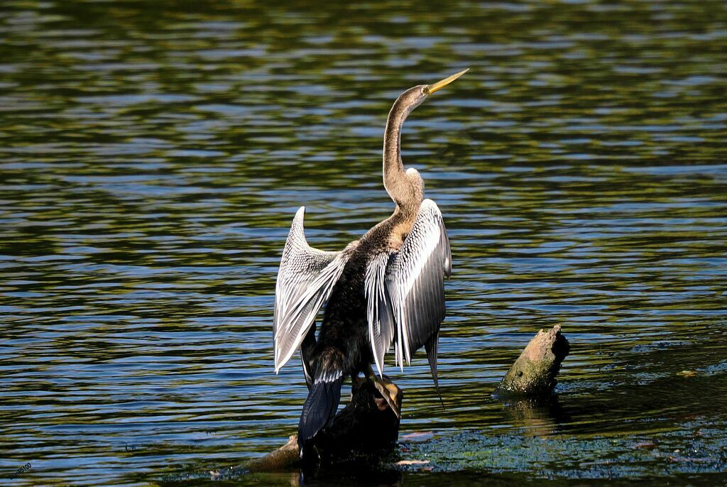 Anhinga rouxadulte