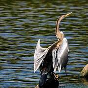 Oriental Darter