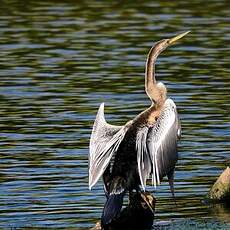 Anhinga roux