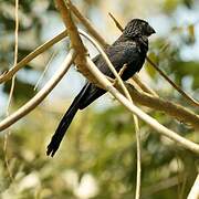 Groove-billed Ani