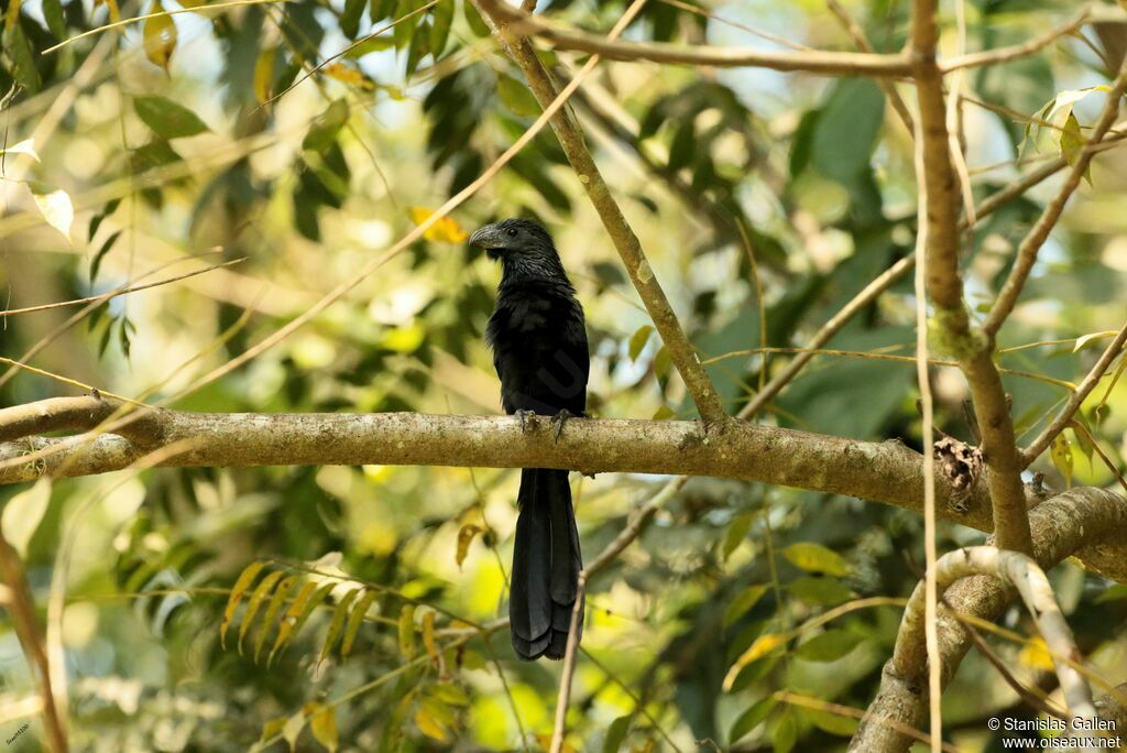 Groove-billed Aniadult