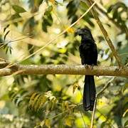 Groove-billed Ani