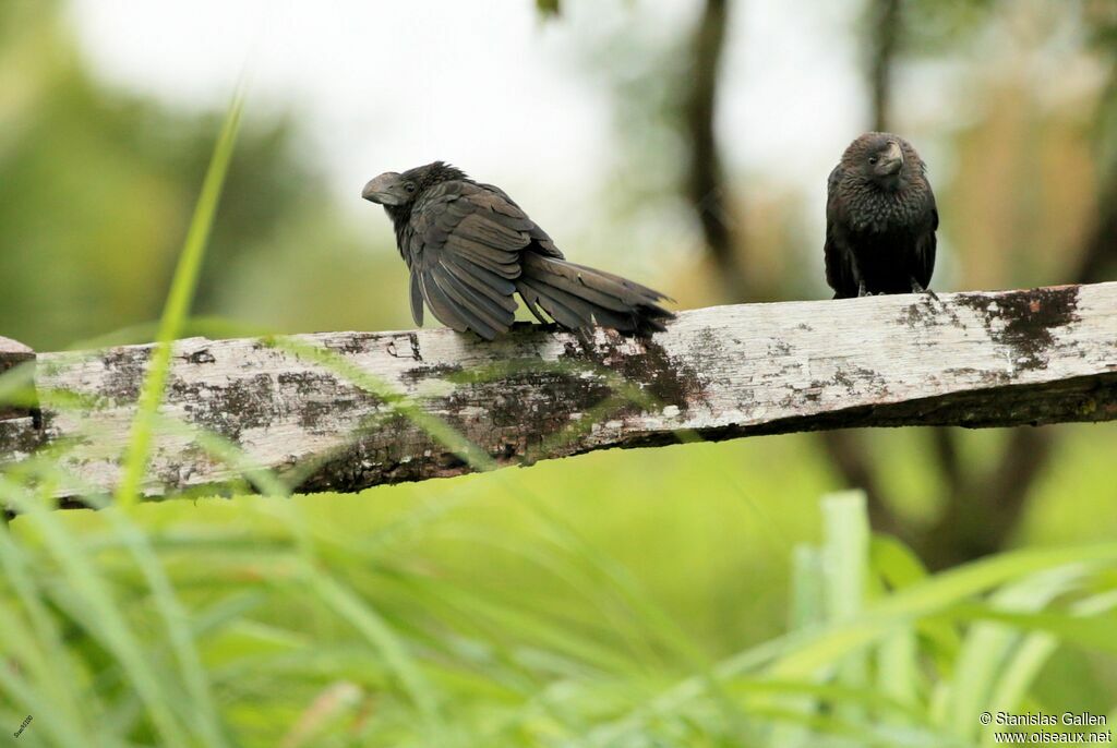 Smooth-billed Aniadult