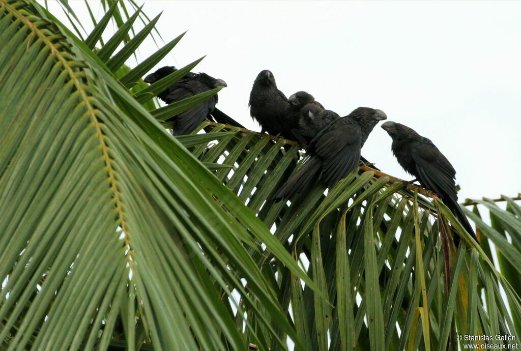 Smooth-billed Aniadult