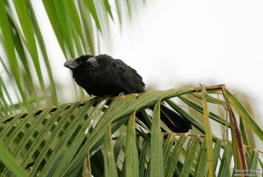 Smooth-billed Aniadult