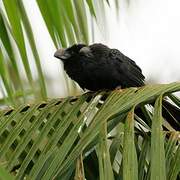 Smooth-billed Ani