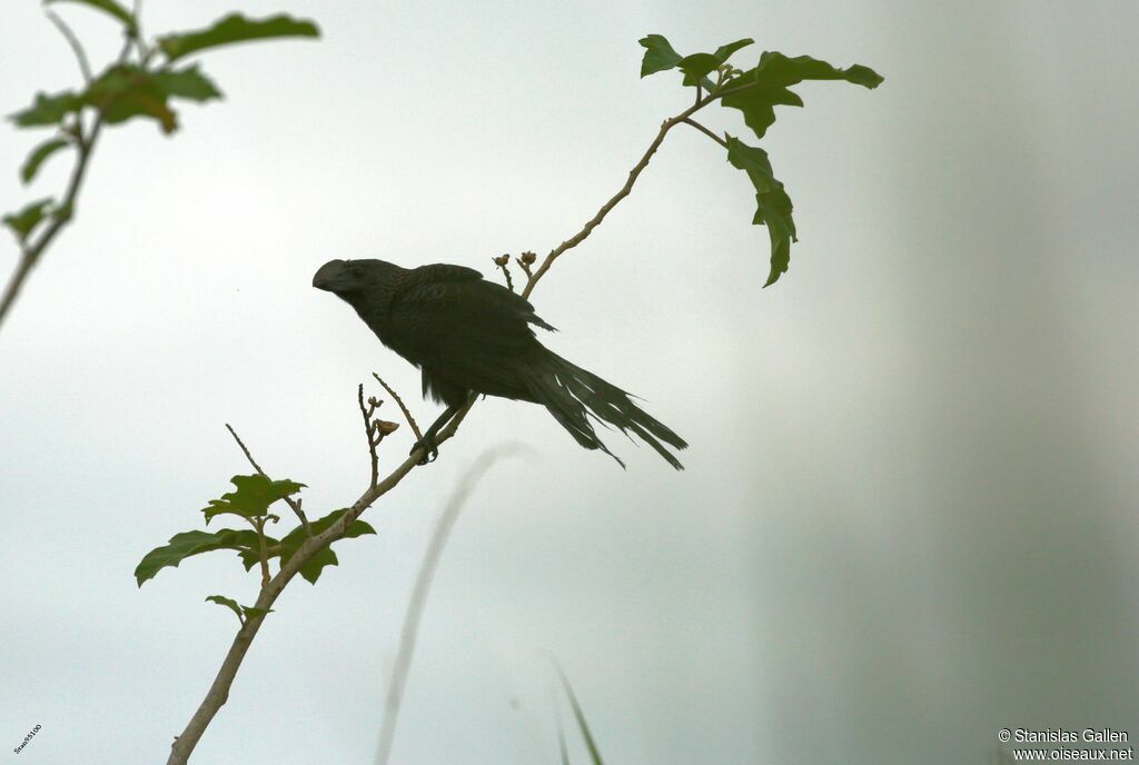 Smooth-billed Aniadult