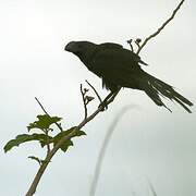 Smooth-billed Ani