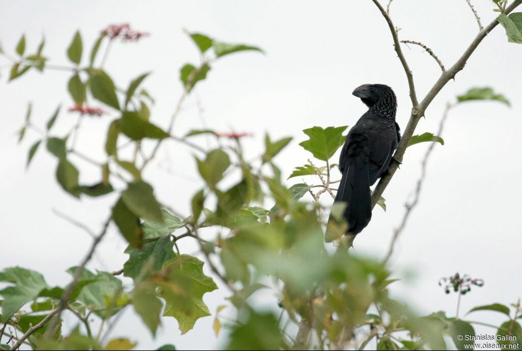 Smooth-billed Aniadult