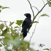 Smooth-billed Ani