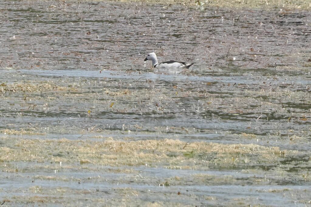 Cotton Pygmy Gooseadult, swimming