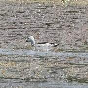 Cotton Pygmy Goose