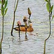 African Pygmy Goose