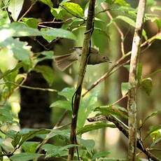 Antriade olive
