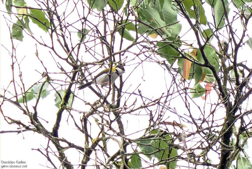 Apalis à calotte noire mâle adulte