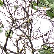 Black-capped Apalis