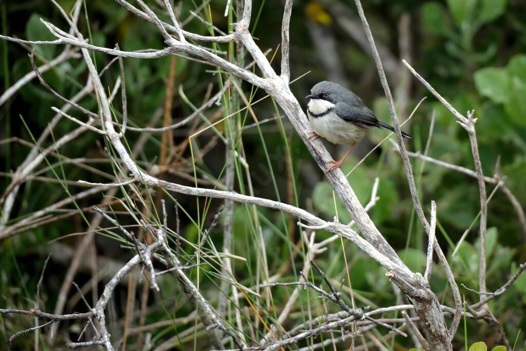 Bar-throated Apalis male adult breeding