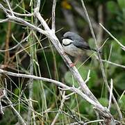 Bar-throated Apalis