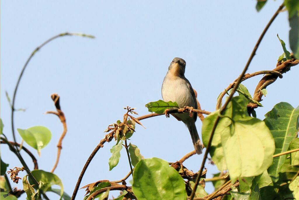 Apalis de Sharpe femelle adulte internuptial