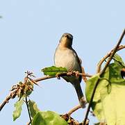 Sharpe's Apalis