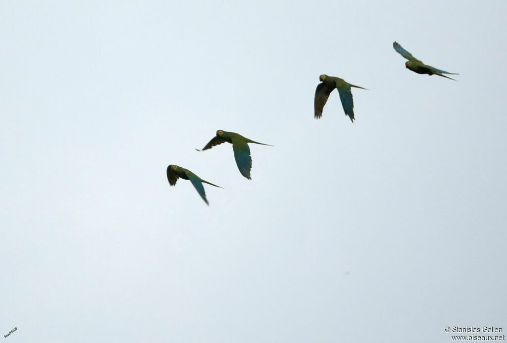 Red-bellied Macawadult, Flight