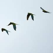 Red-bellied Macaw