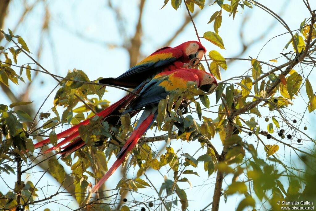 Scarlet Macawadult breeding