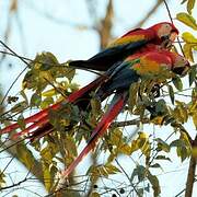 Scarlet Macaw