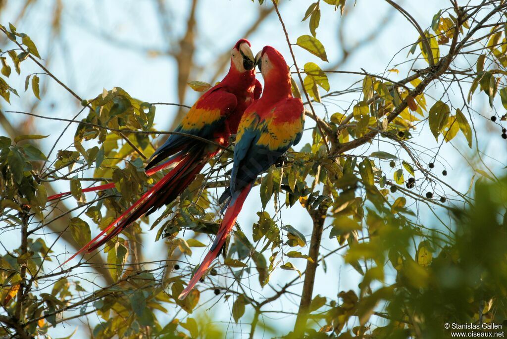 Scarlet Macawadult breeding